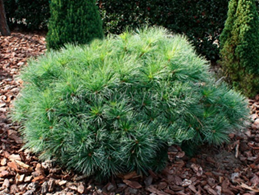       Pinus strobus Minima